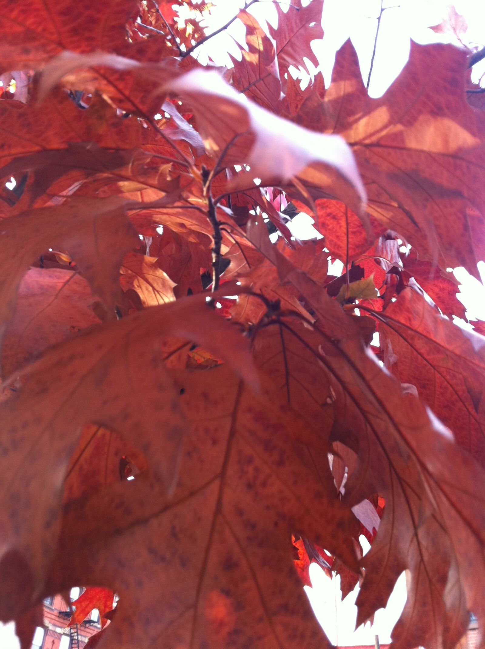 Apple iPhone 4 sample photo