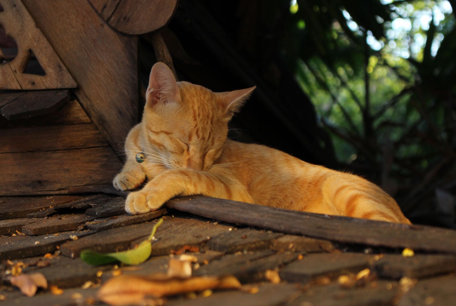 Canon EOS 700D (EOS Rebel T5i / EOS Kiss X7i) sample photo. Cat, feline, animal photography