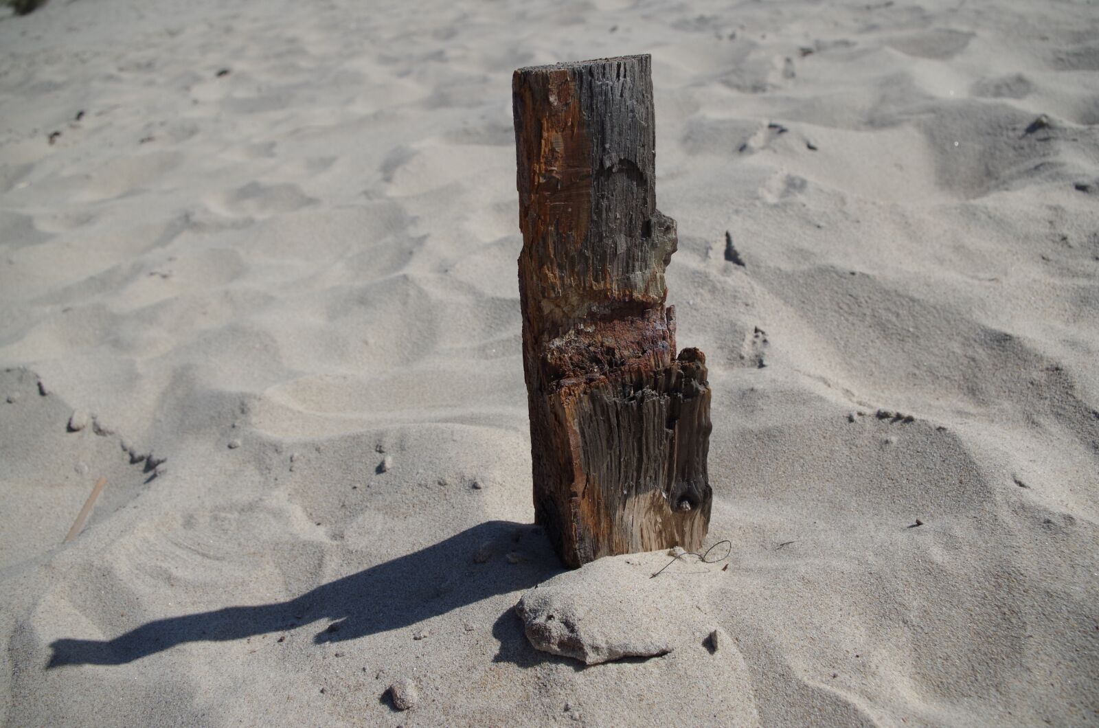 Pentax K-50 sample photo. Beach, drift wood, flotsam photography