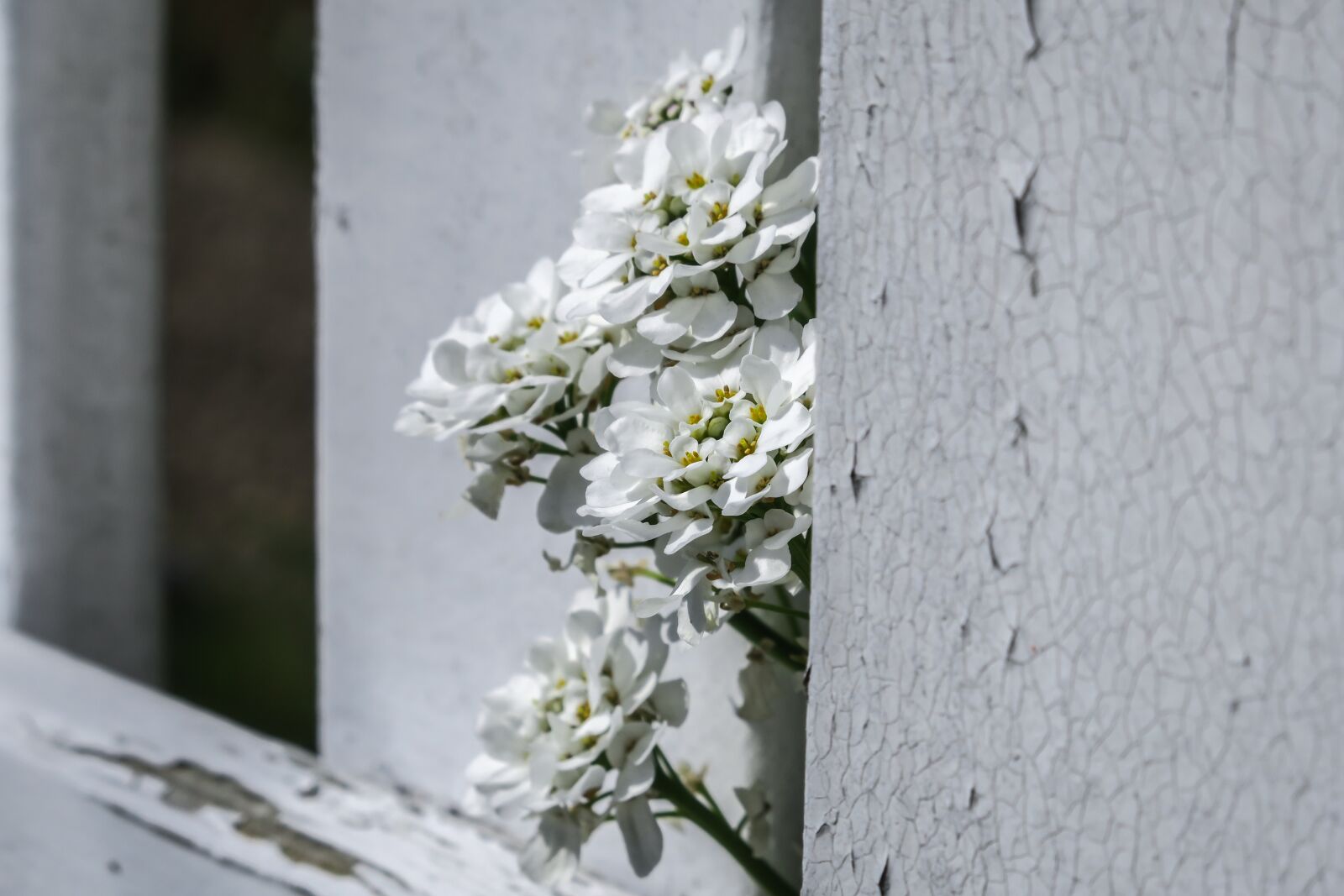 Canon PowerShot G3 X sample photo. Candytuft, iberis, blossom photography