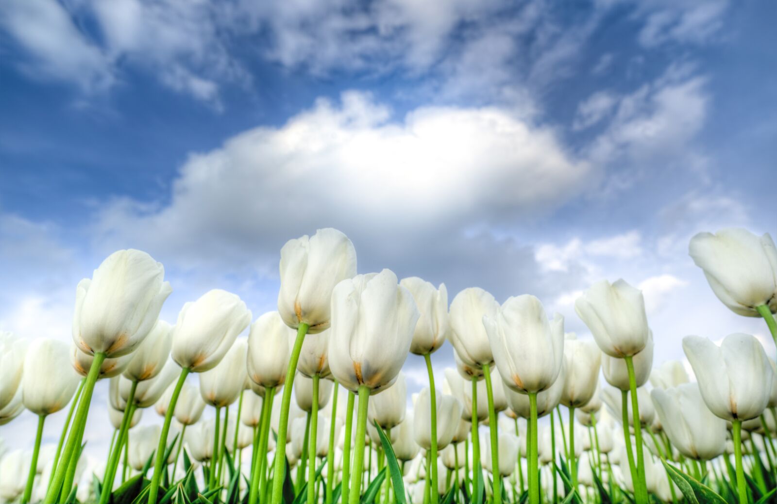 Nikon D610 sample photo. White, tulips, netherlands photography