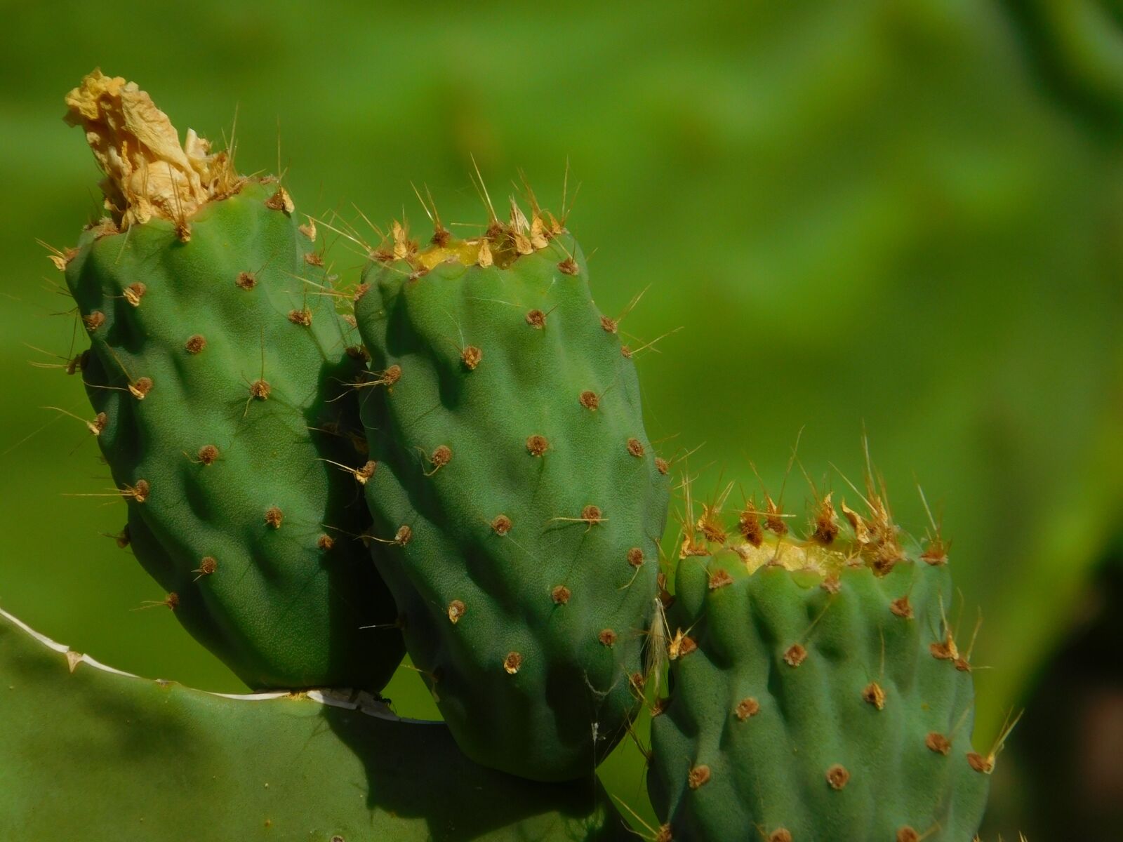 Nikon Coolpix L840 sample photo. Cactus, green, colors photography