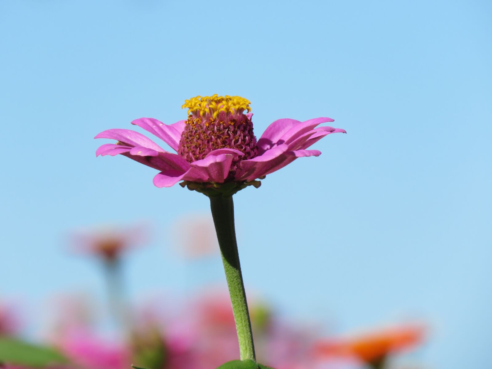 Canon PowerShot SX60 HS sample photo. Flower, pink, yellow photography