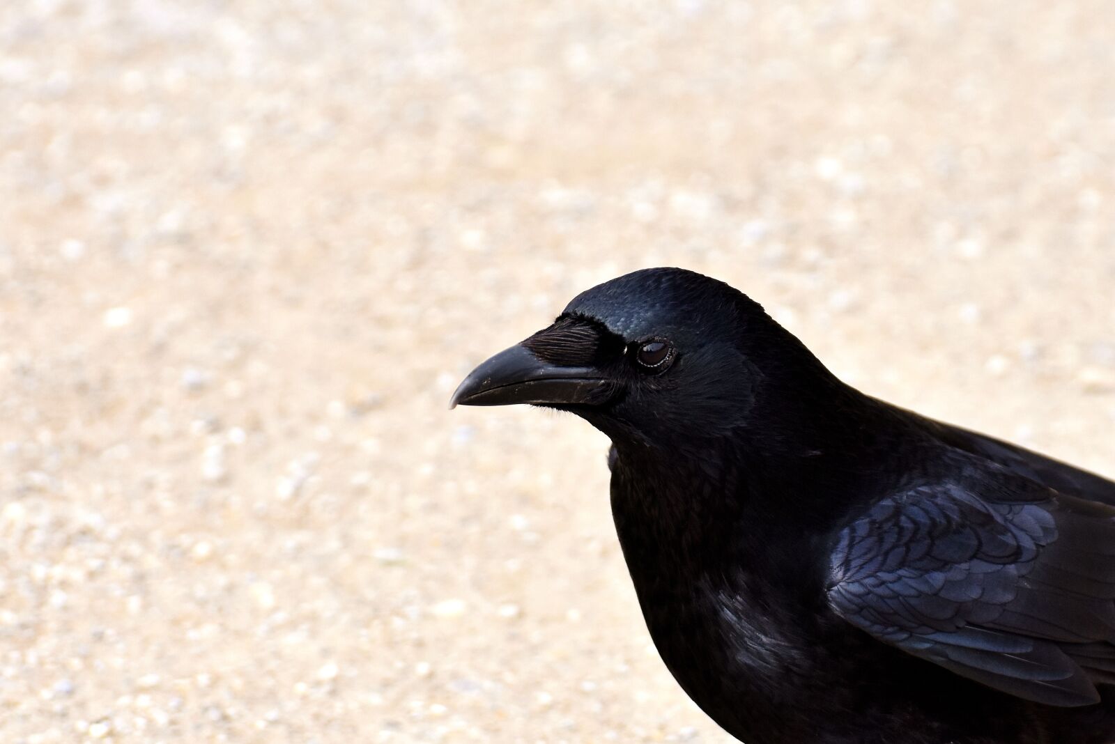 Nikon D7200 sample photo. Crow, raven, bird photography
