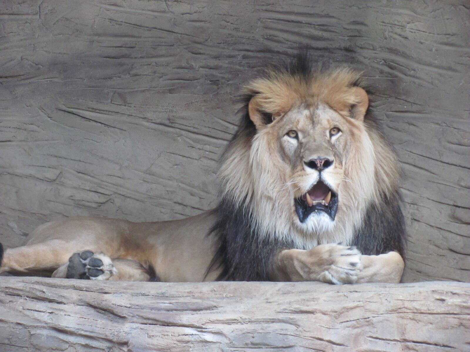 Canon PowerShot SX120 IS sample photo. The lion, leon, animals photography