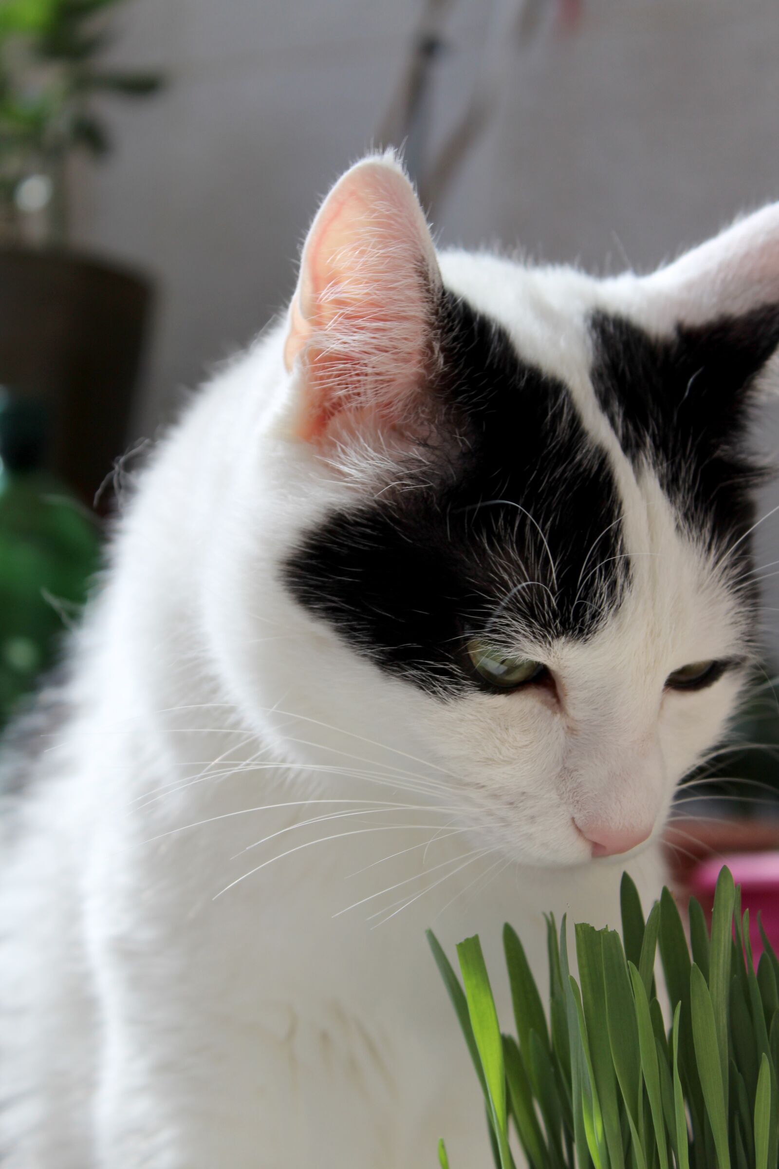 Canon EOS 1300D (EOS Rebel T6 / EOS Kiss X80) sample photo. Animal, cat, grass photography