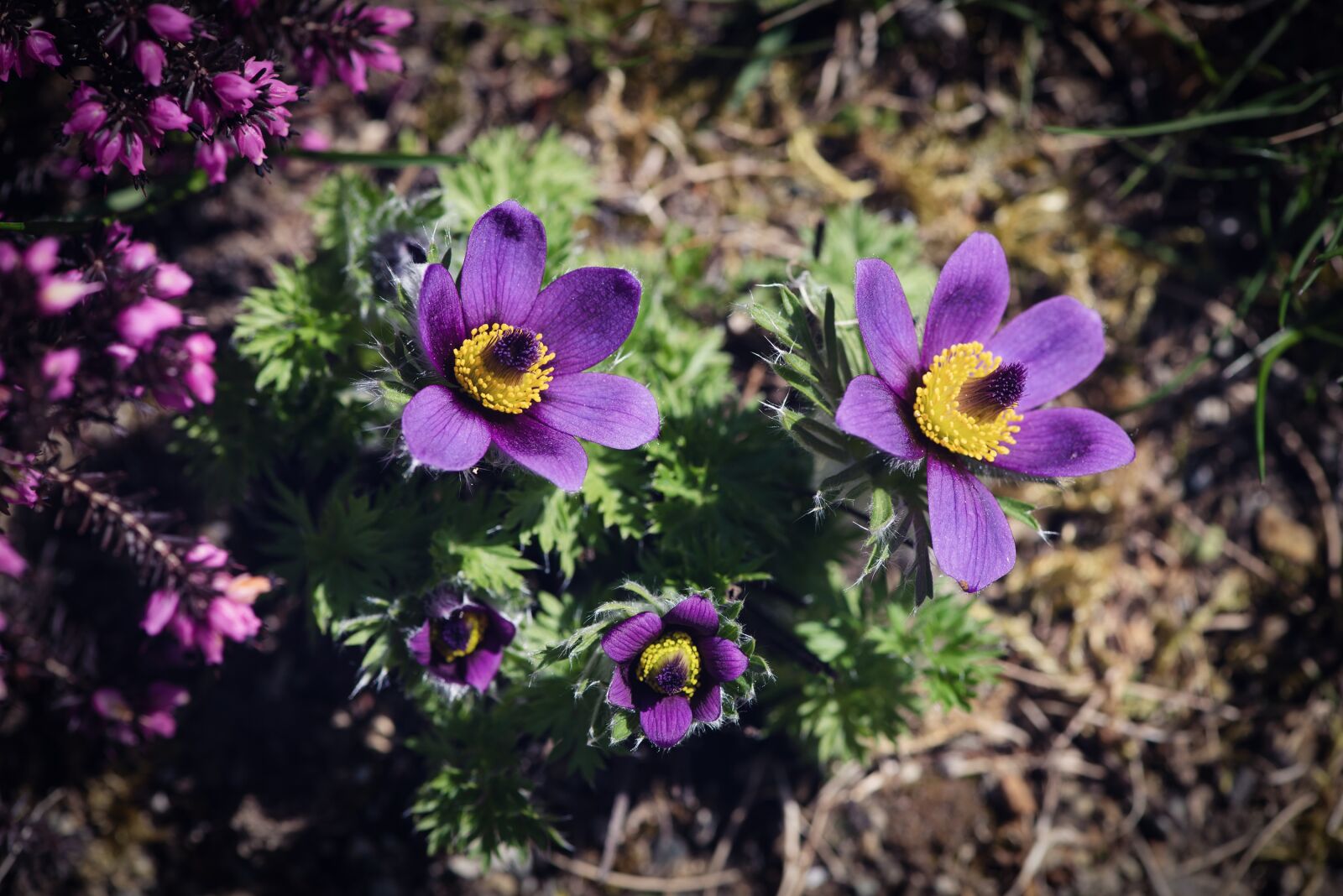 Nikon D750 sample photo. Anemone, flower, blossom photography