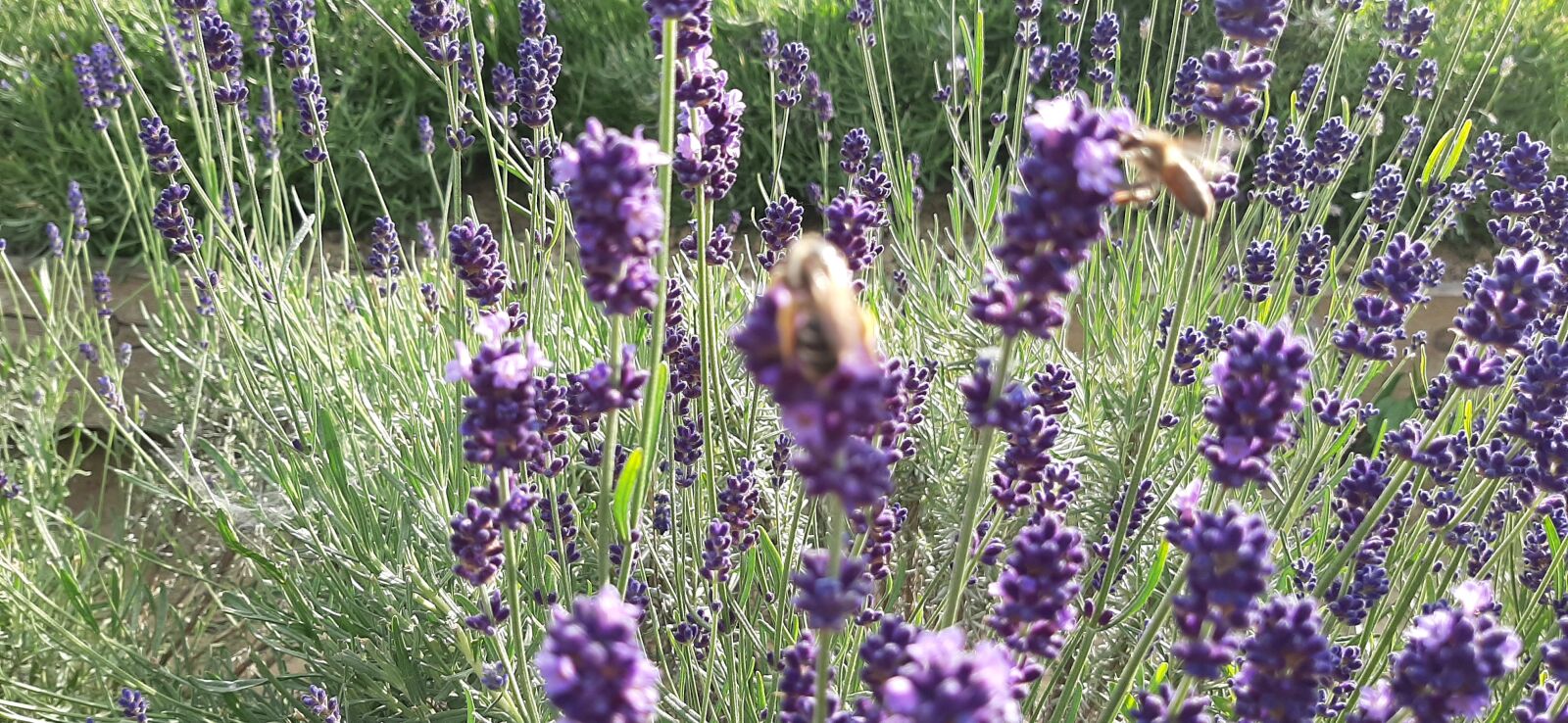 Samsung Galaxy A50 sample photo. Lavandula, bee, purple photography