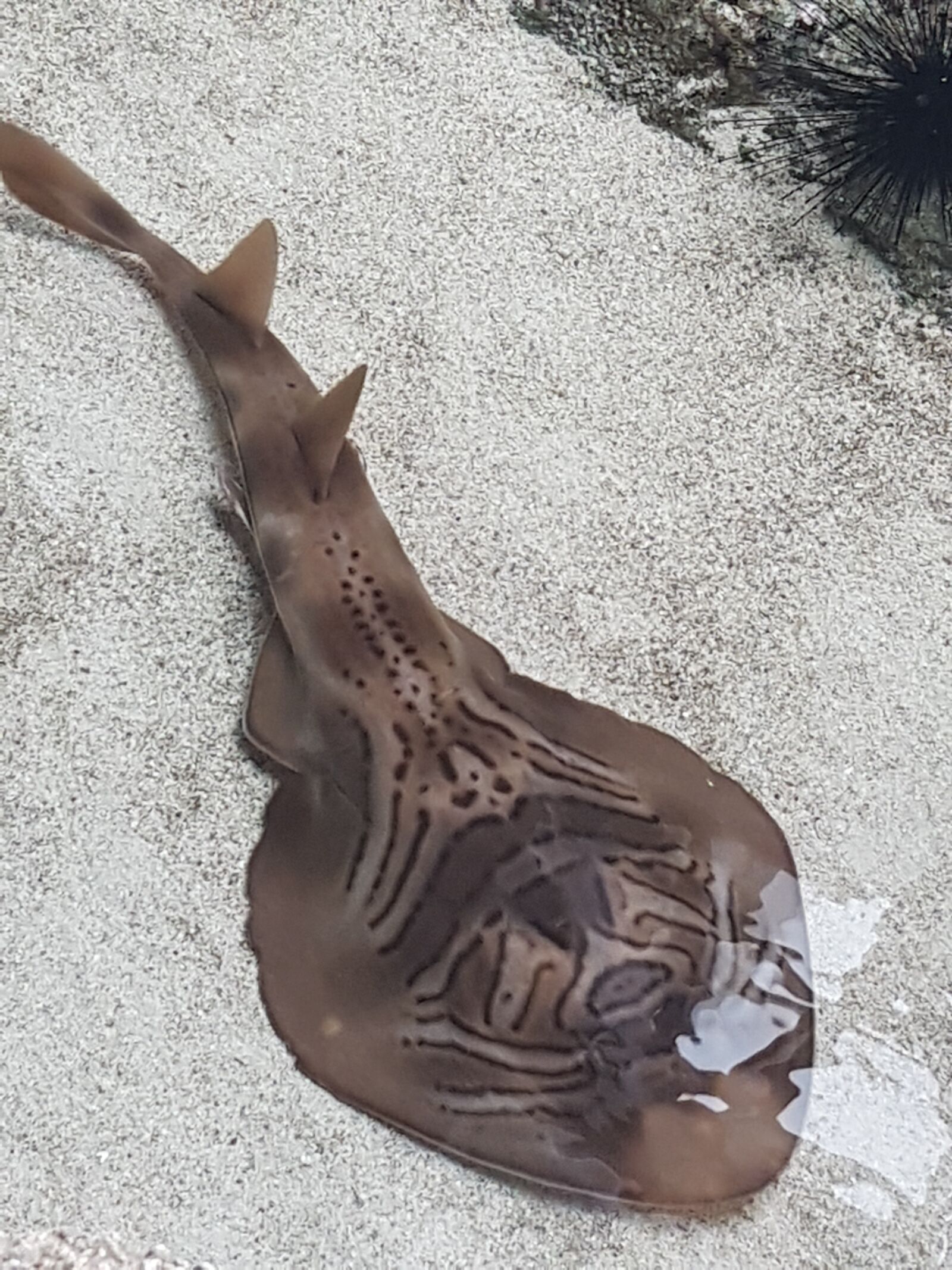 Samsung Galaxy S7 Edge sample photo. Sting ray, ocean, stingray photography