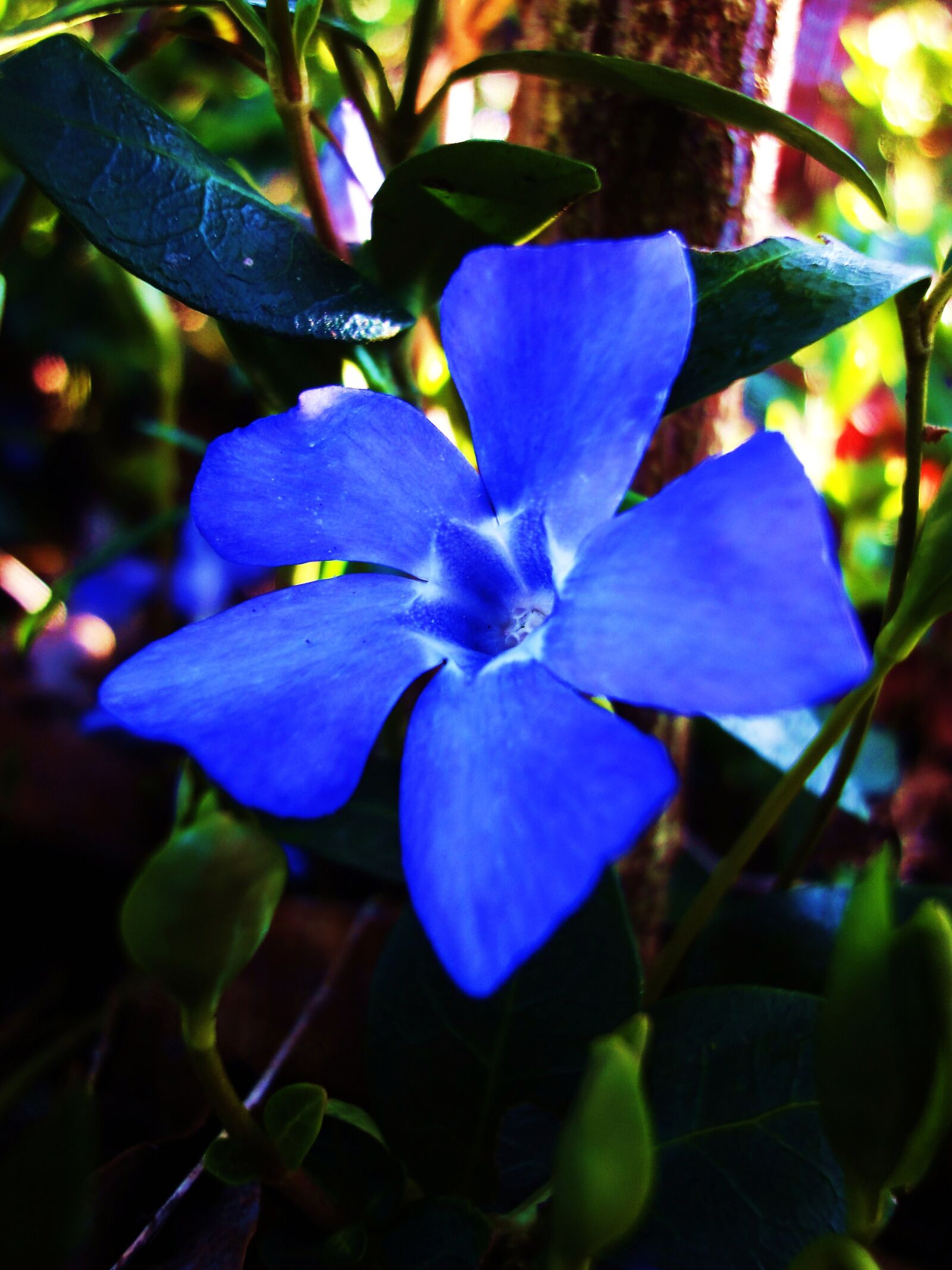 Sony Cyber-shot DSC-WX1 sample photo. Blue, flower, periwinkle photography