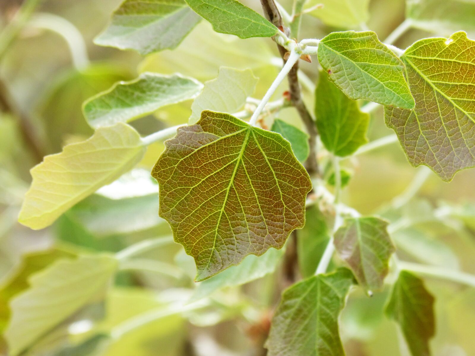 Panasonic DMC-FZ62 sample photo. Poplar, outbreak, leaf photography