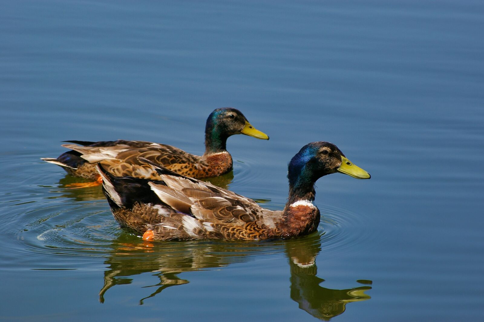 Pentax *ist DL + Sigma sample photo. Duck, mallard, animals photography