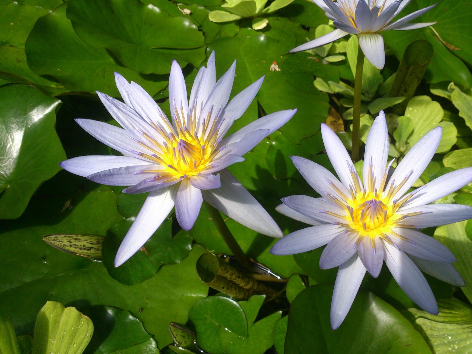 Sony Xperia T sample photo. Flowers, water lilly, pond photography