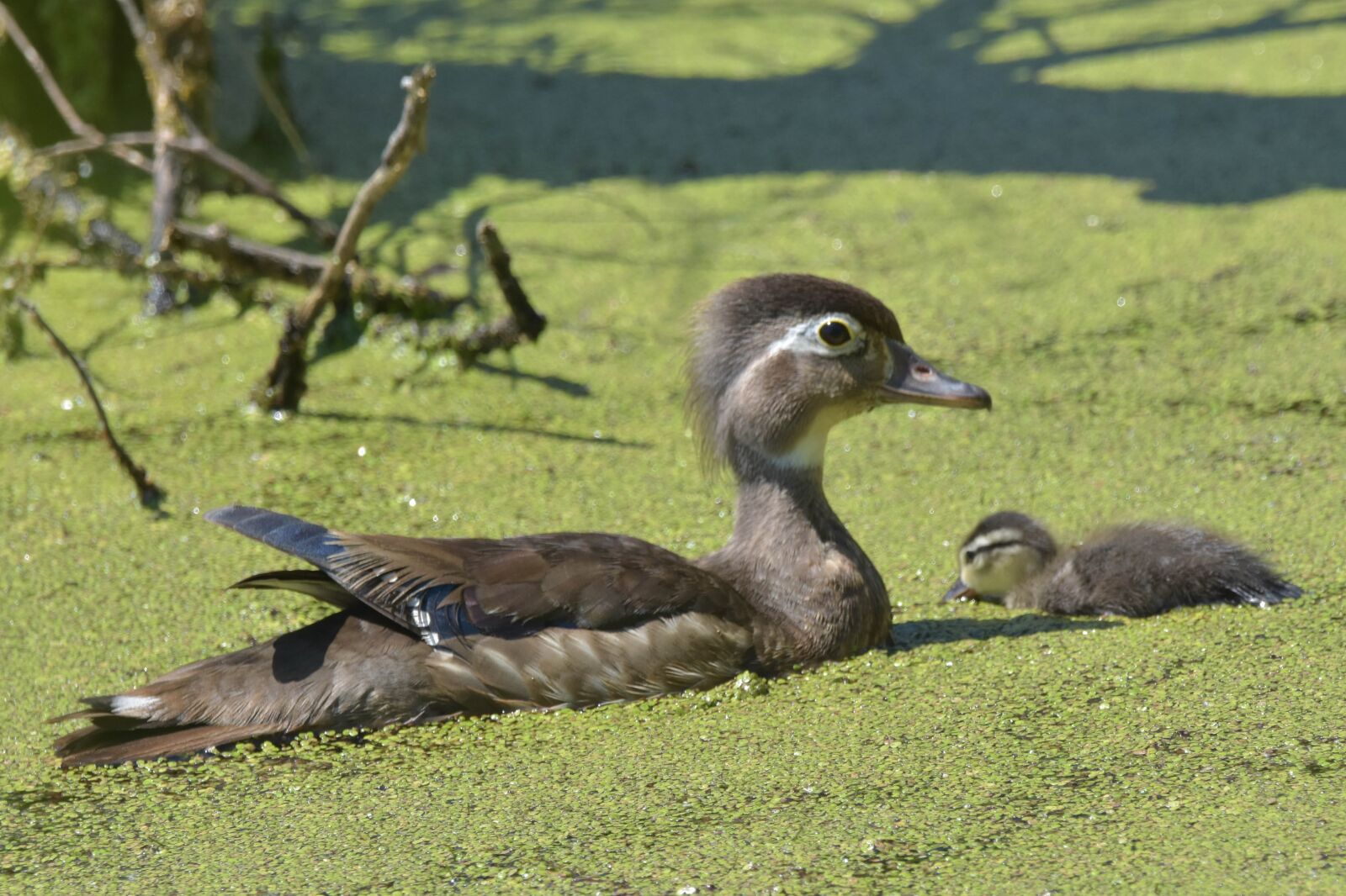 Nikon D3400 sample photo. Nature, wildlife, waterfowl photography