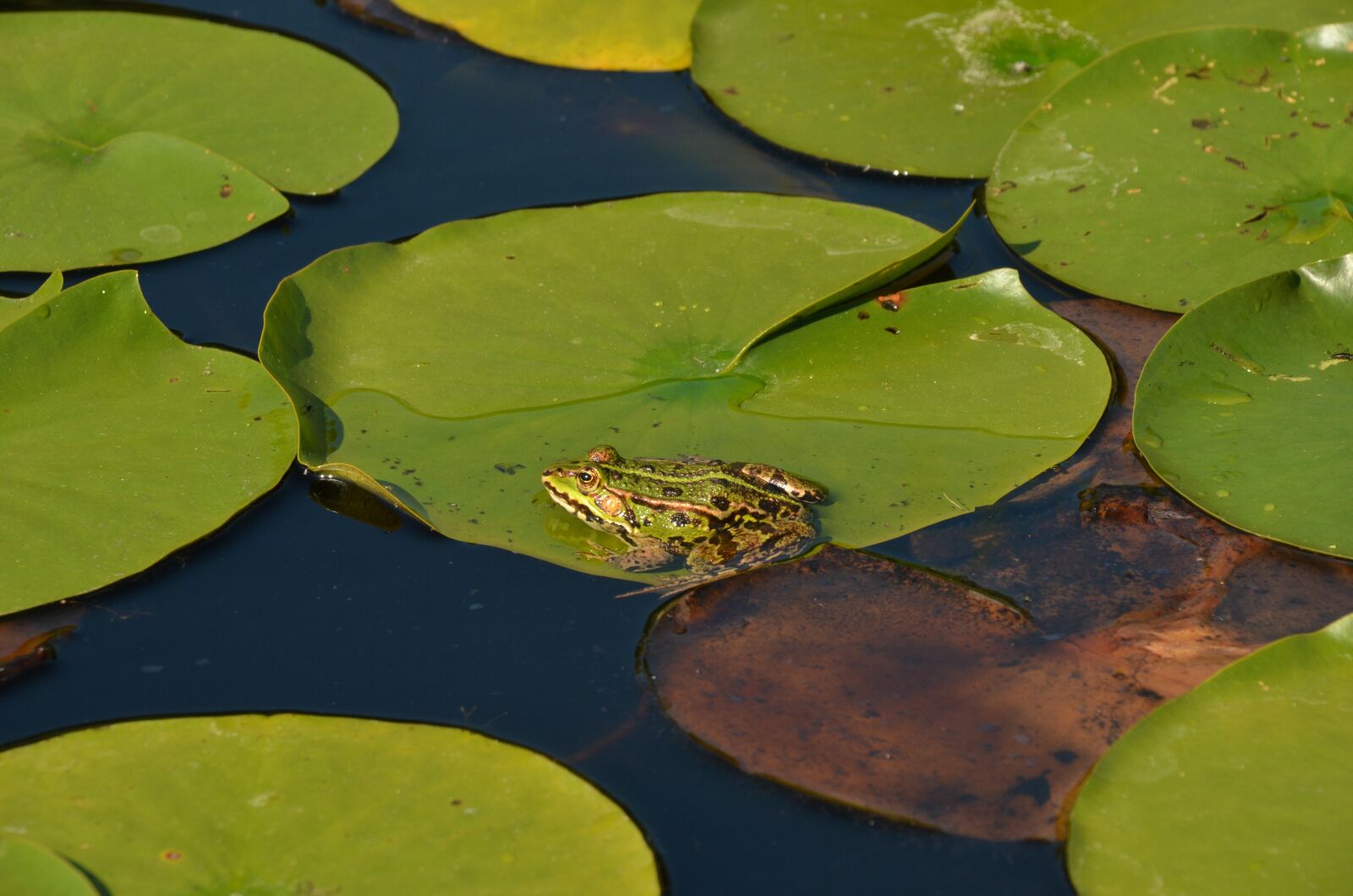 Nikon D7000 sample photo. Nature, water, plant photography