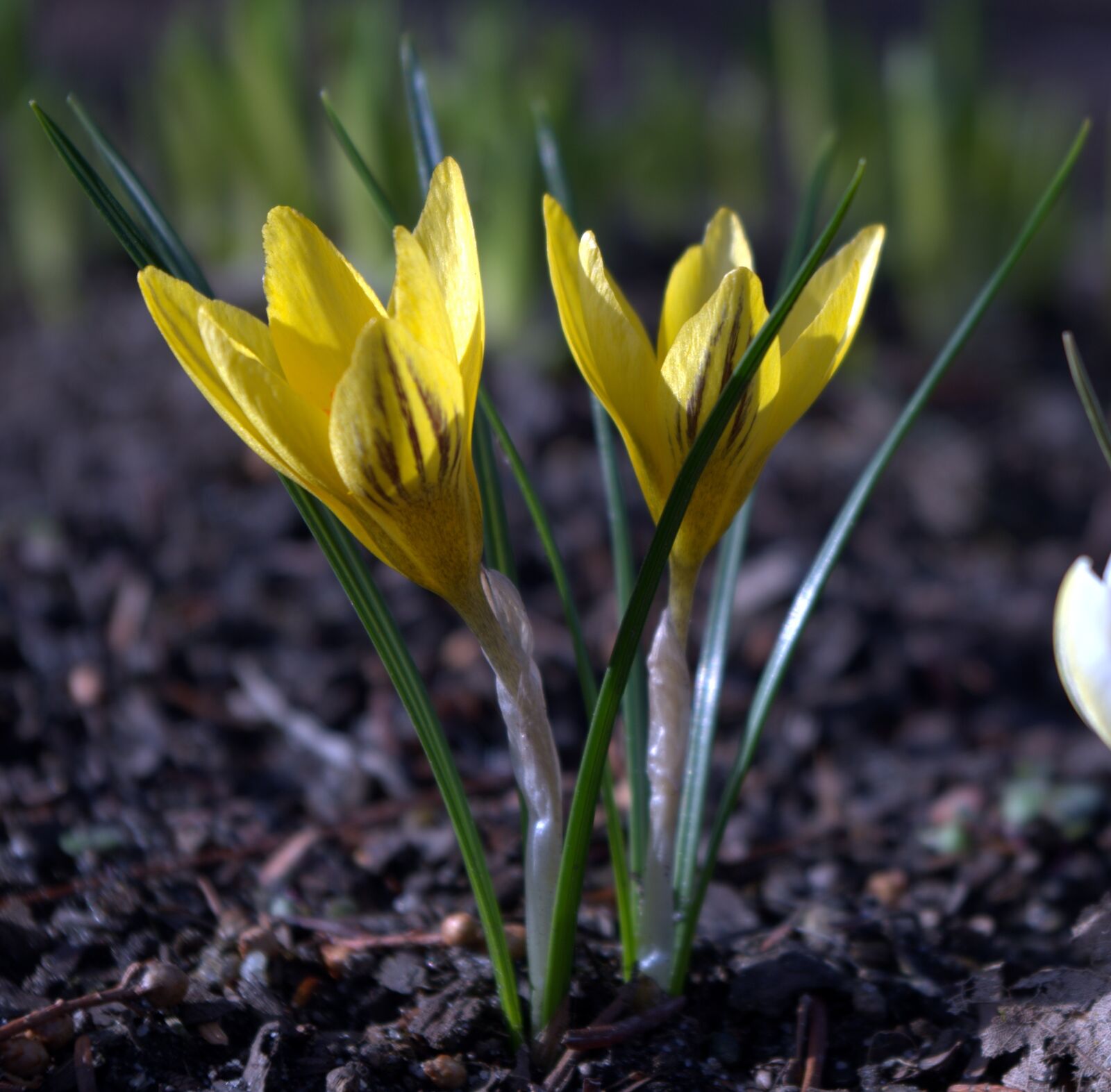 Pentax K-30 sample photo. Crocus, flowers, spring photography