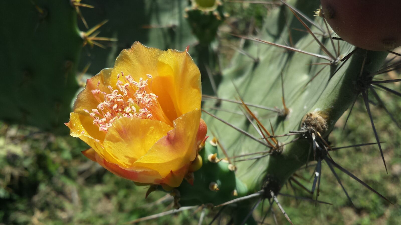 Samsung Galaxy S4 sample photo. Flower, bone, dragon photography