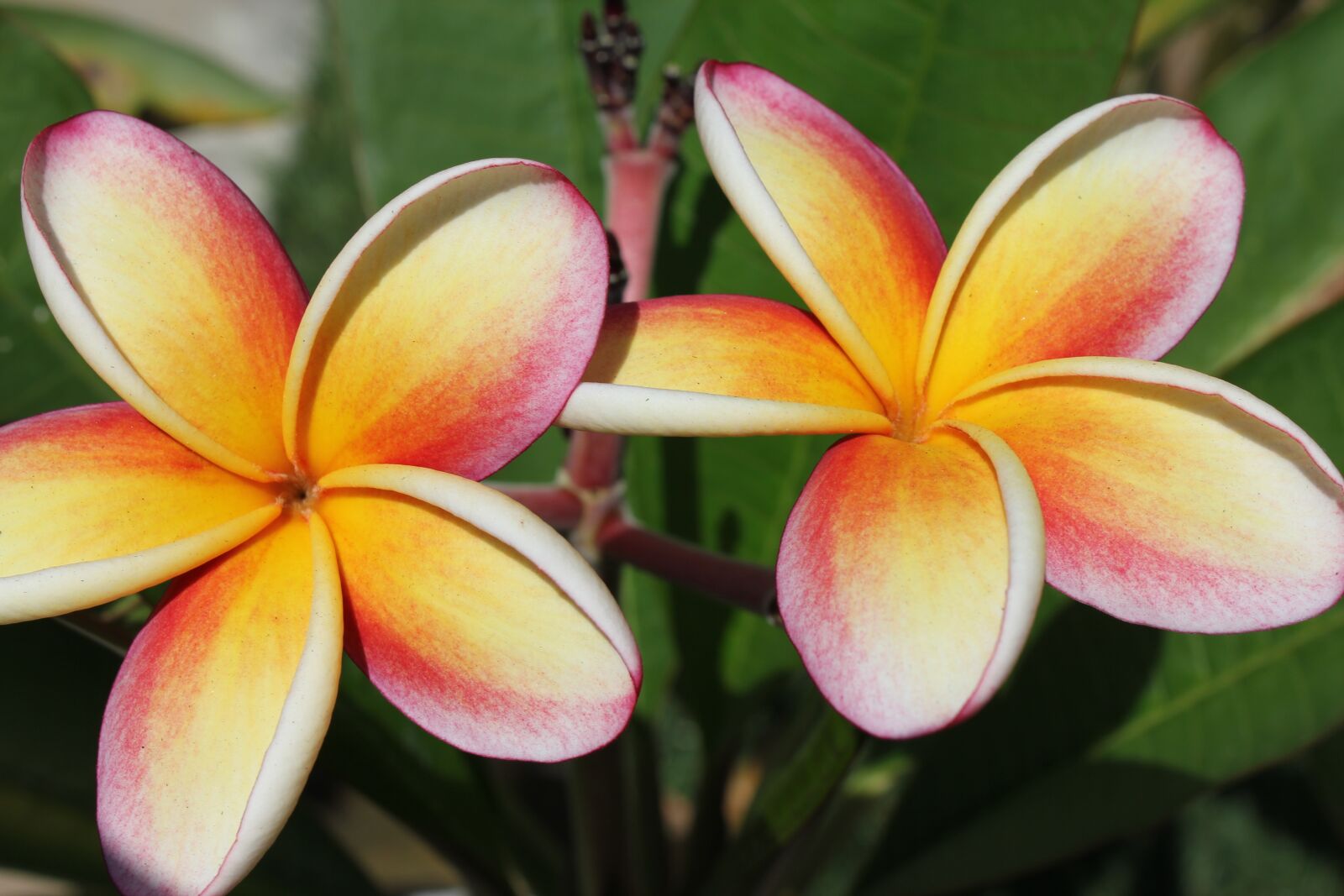 Canon EOS 550D (EOS Rebel T2i / EOS Kiss X4) sample photo. Plumeria, flower, nature photography