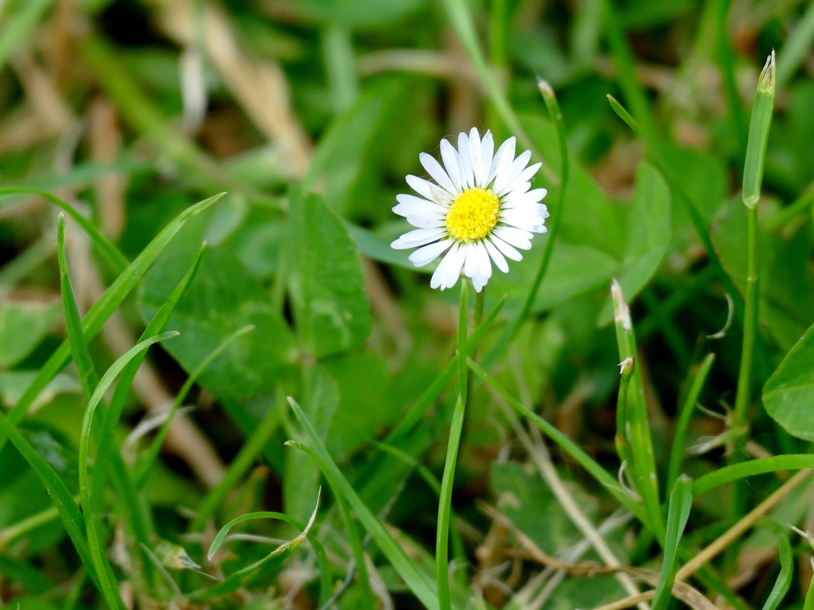 Panasonic Lumix DMC-FZ1000 sample photo. Daisy, flower, close up photography