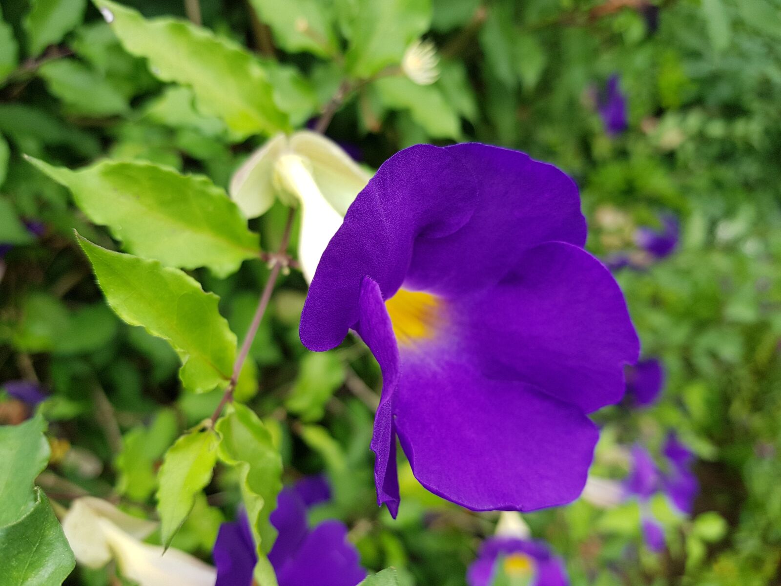 Samsung Galaxy Note Fan Edition sample photo. Flowers, flower, purple photography