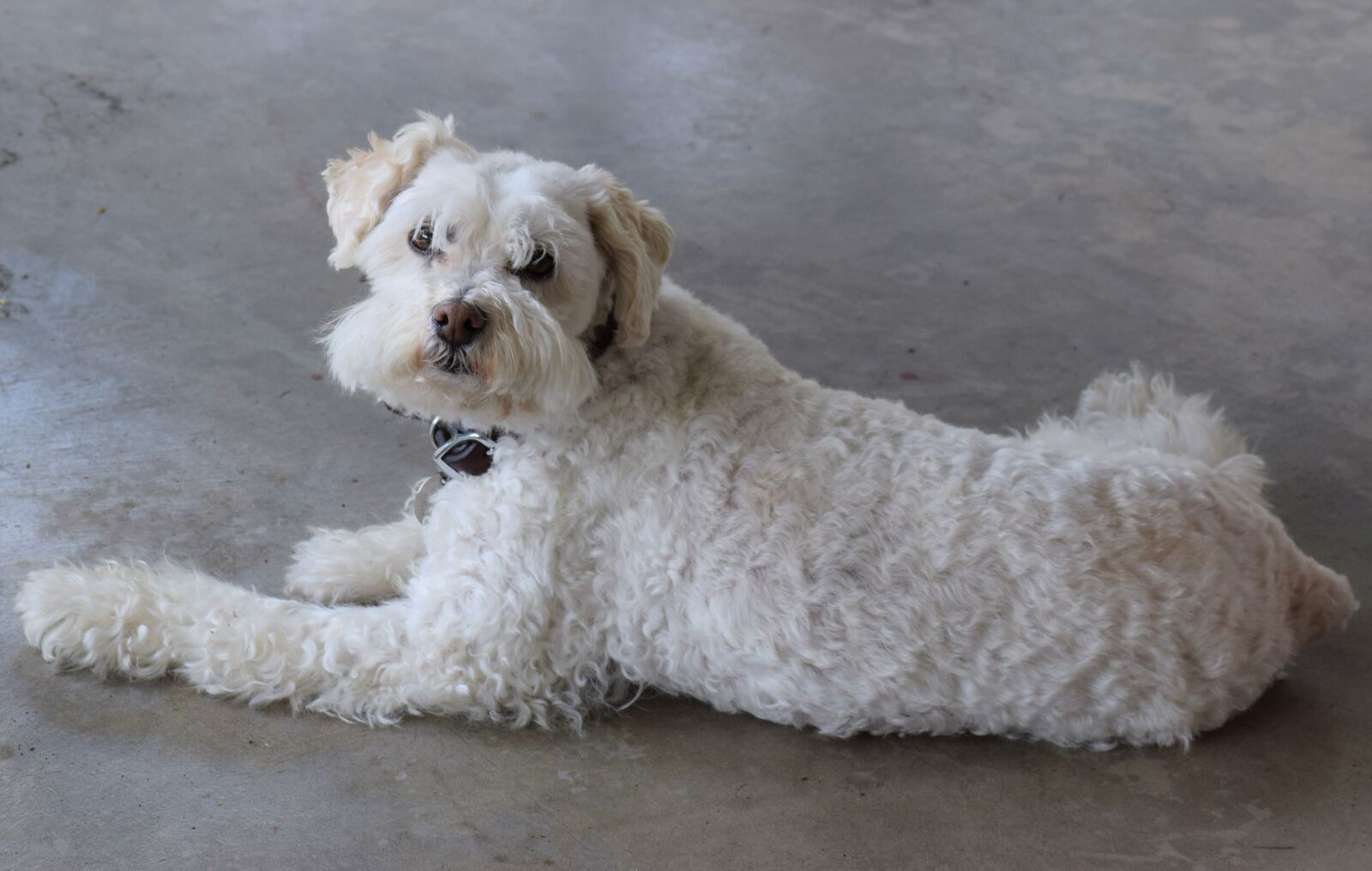 Nikon D3300 sample photo. Bishon poodle, bishon, poodle photography