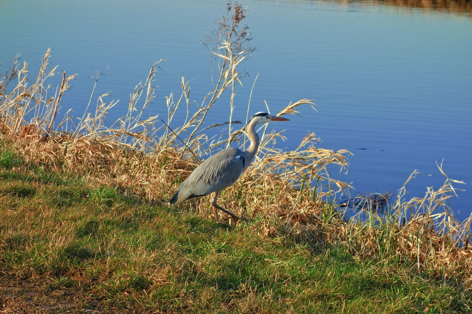 Sony Cyber-shot DSC-RX100 sample photo. Gray heron, bird, wading photography