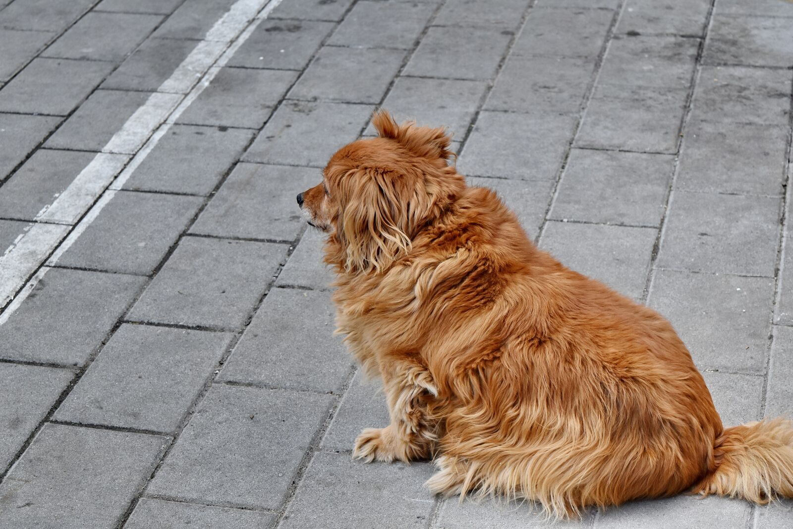 Nikon D5500 sample photo. Dog, hunting dog, pet photography