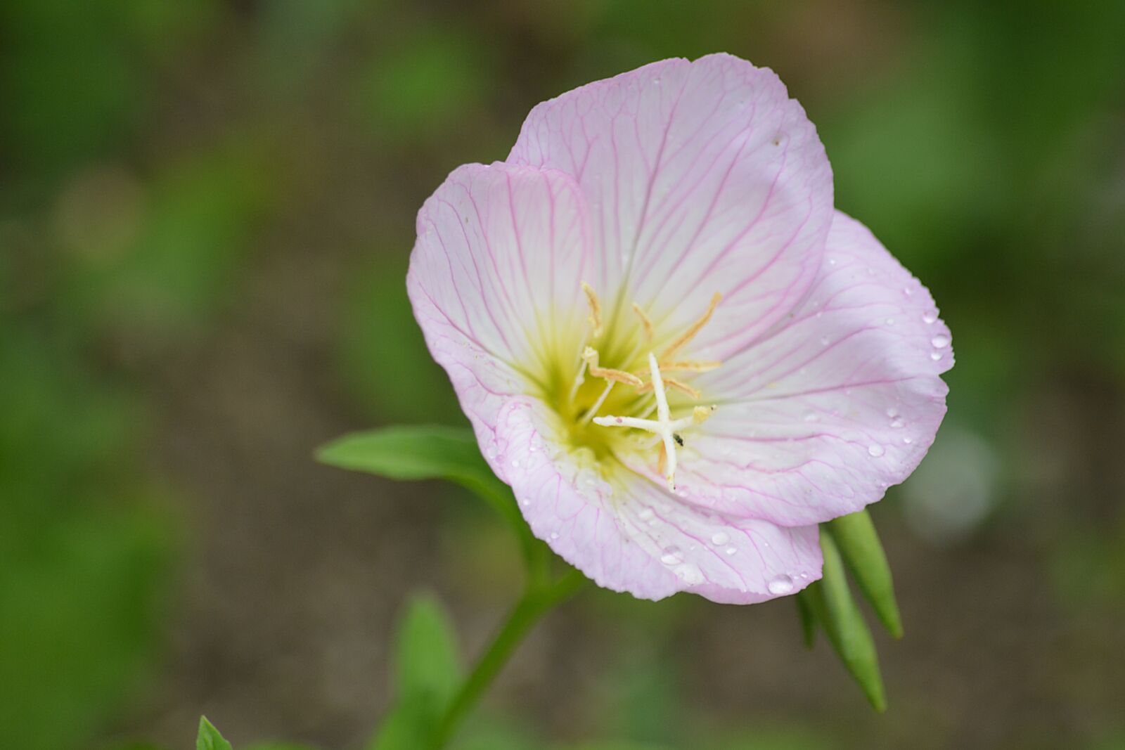 Nikon D5200 sample photo. Flower, nature, summer flowers photography
