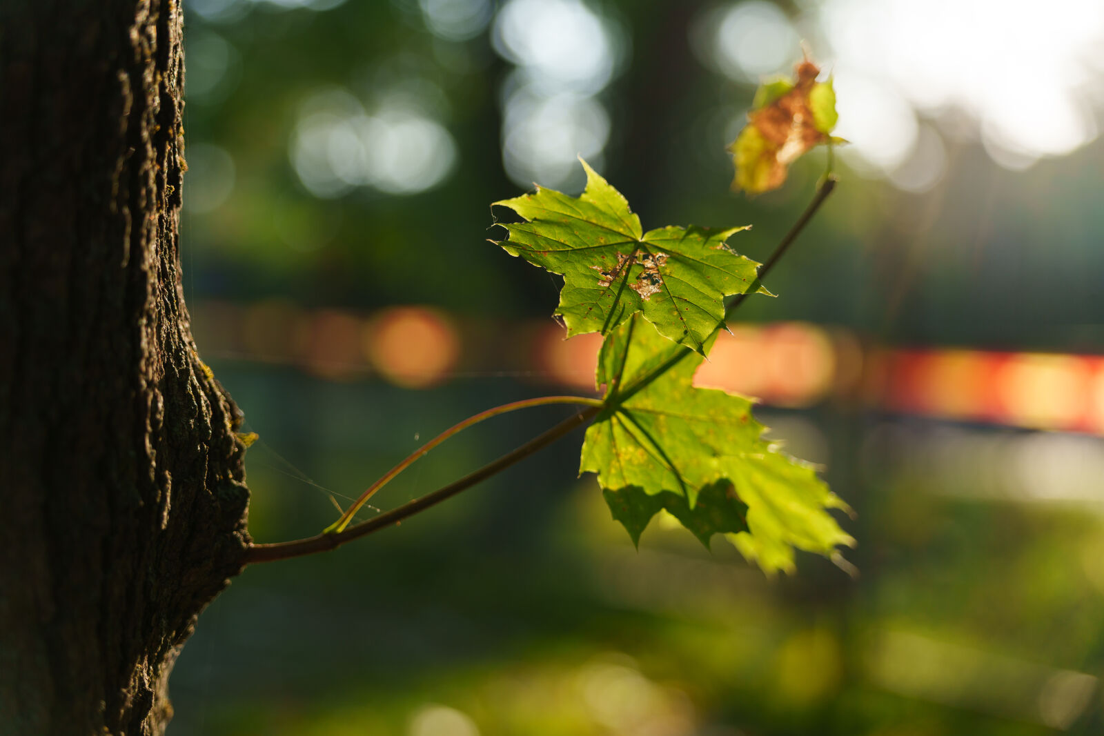 Sigma 28-105mm F2.8 DG DN | Art sample photo. Autumn sunshine leaves photography