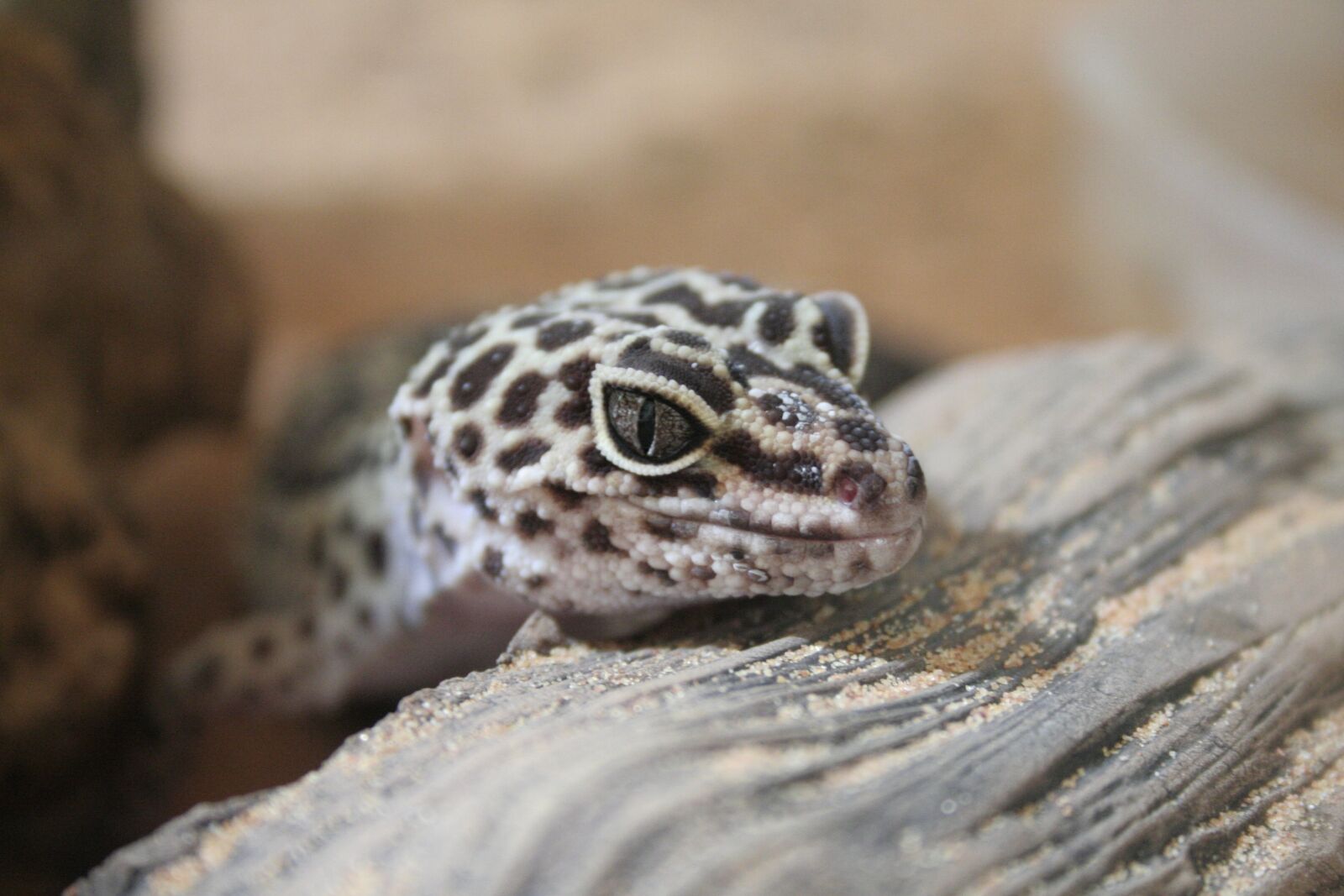 Canon EOS 350D (EOS Digital Rebel XT / EOS Kiss Digital N) sample photo. Gecko, leopard gecko, geckos photography