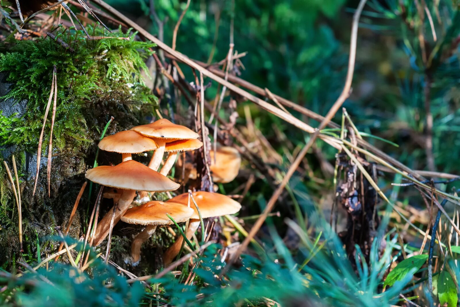 Nikon D300S sample photo. Forest, autumn, mushroom photography