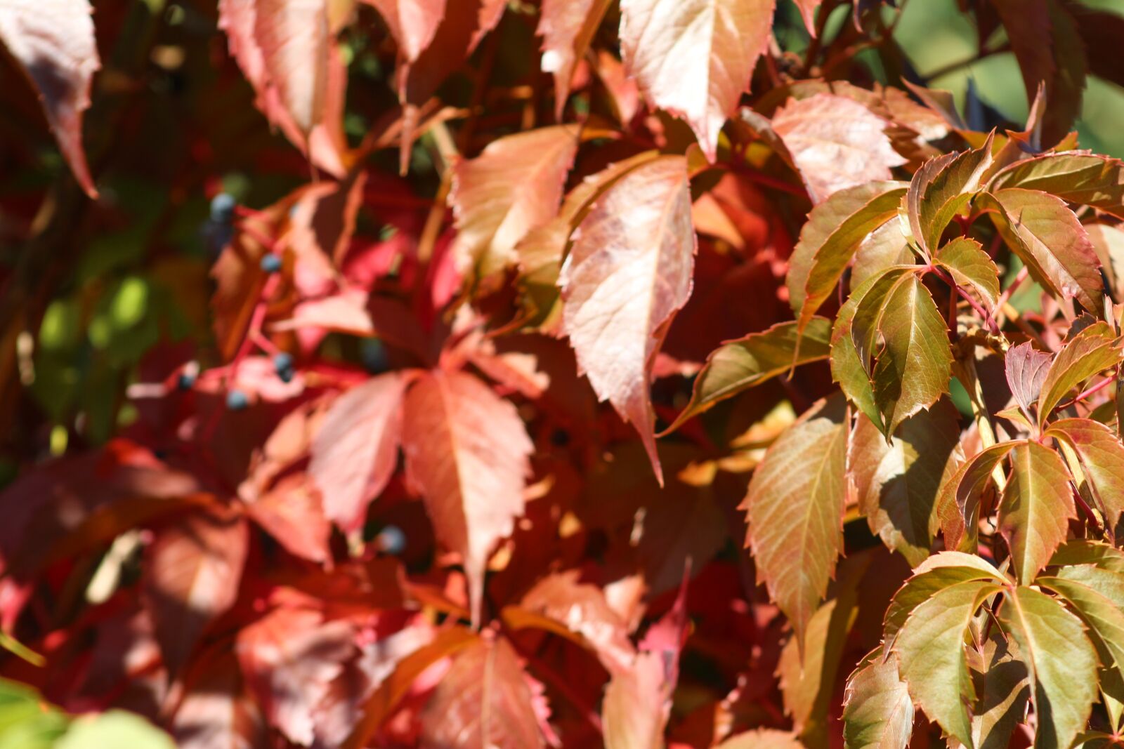 Canon EOS 700D (EOS Rebel T5i / EOS Kiss X7i) sample photo. Nature, autumn, foliage photography