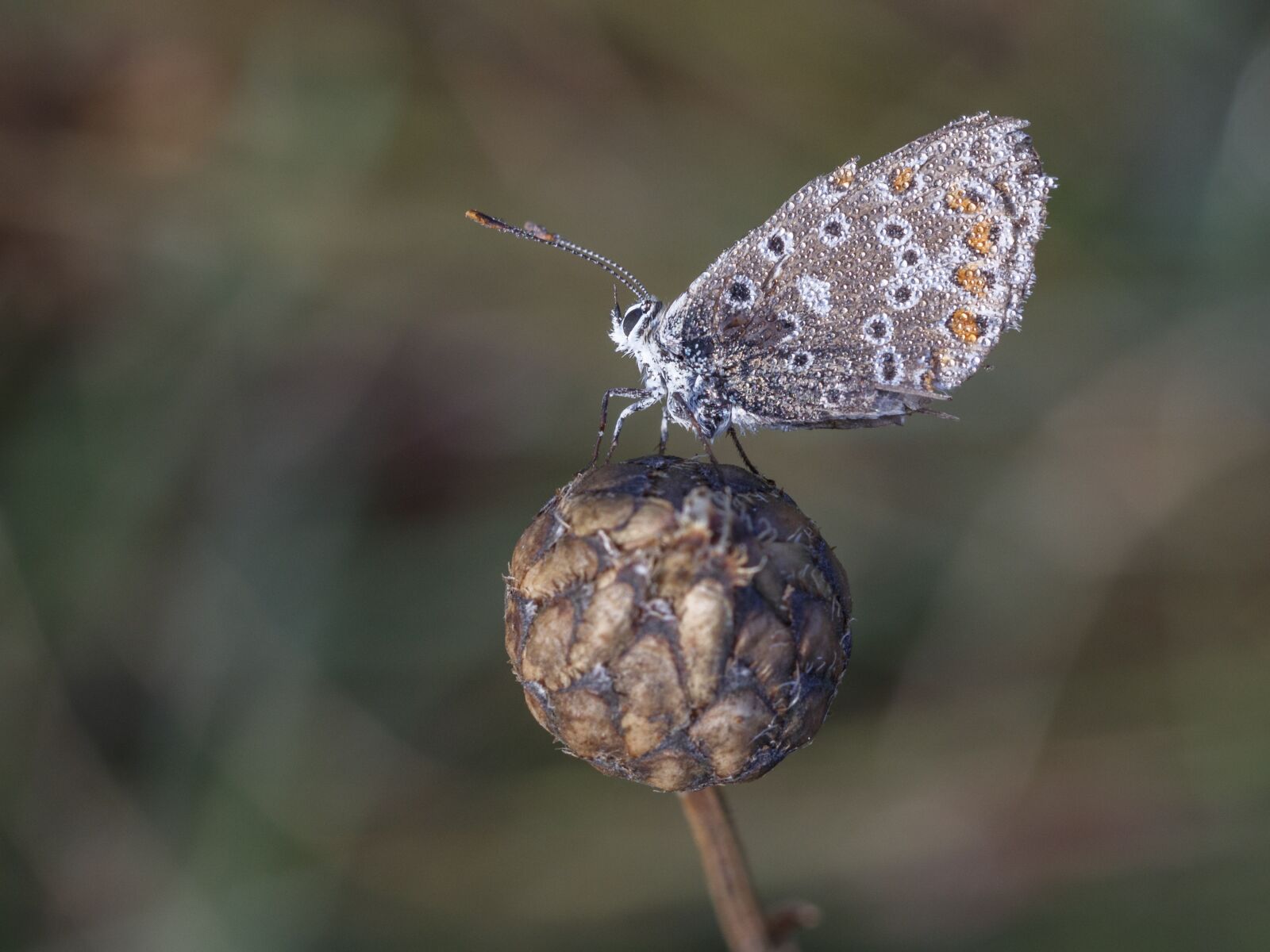 Canon EOS 80D sample photo. Butterfly, insect, macro photography