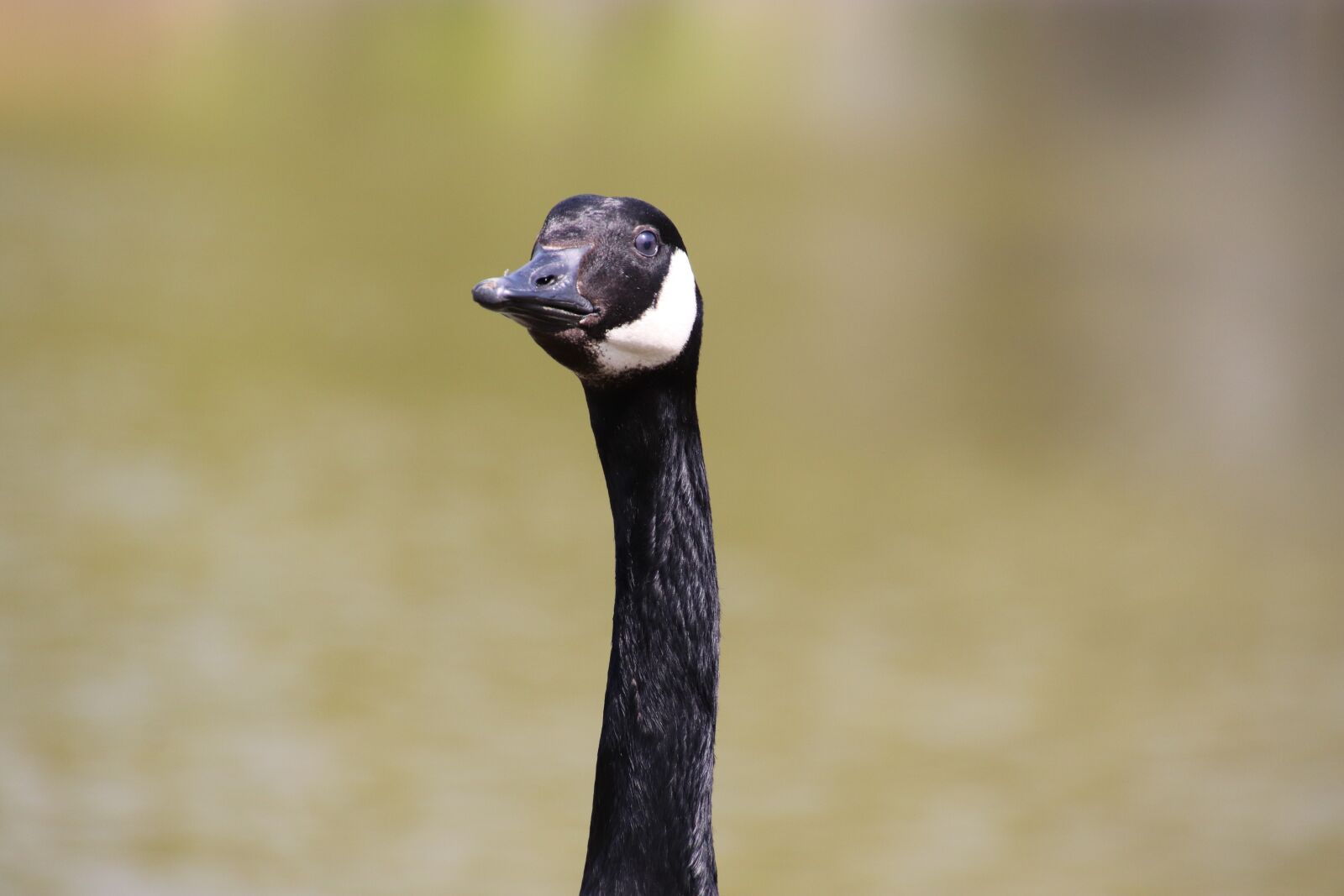 Canon EOS 800D (EOS Rebel T7i / EOS Kiss X9i) sample photo. Goose, canada goose, neck photography