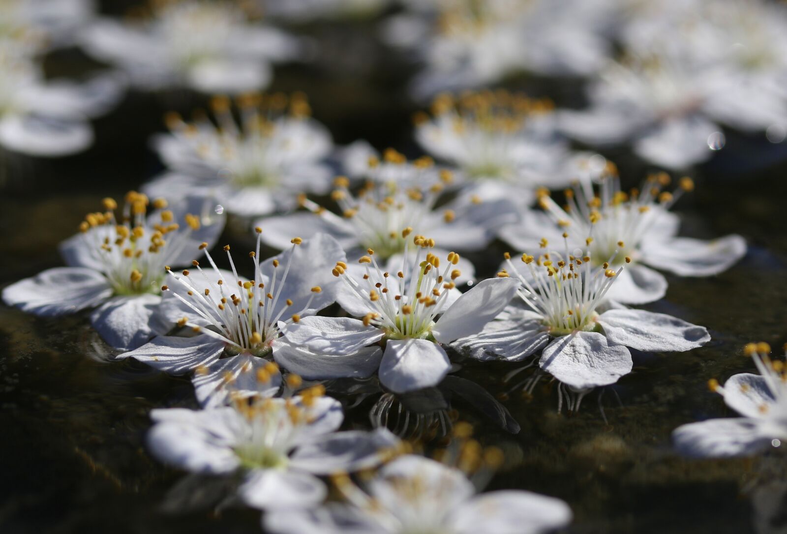 Canon EF-S 60mm F2.8 Macro USM sample photo. Flowers, white, water photography