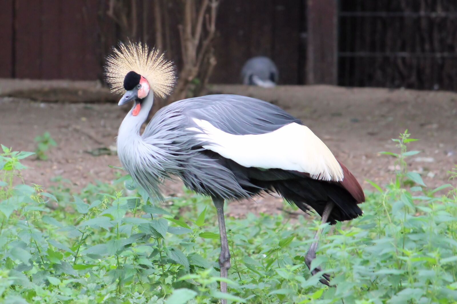 Canon EF-S 55-250mm F4-5.6 IS II sample photo. Grey crowned crane, plumage photography