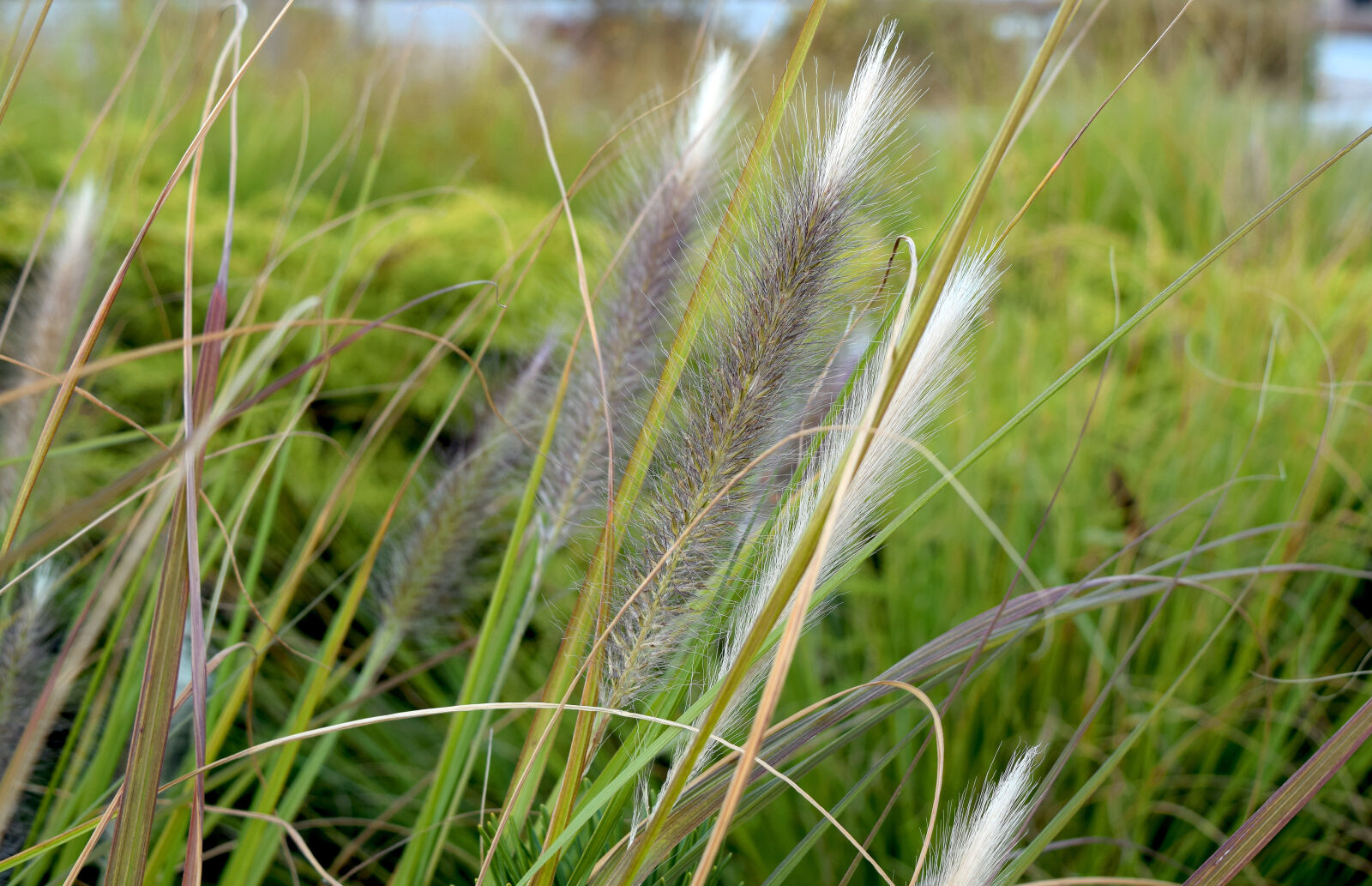Nikon D3300 sample photo. Autumn, blossoming, grass, grass photography