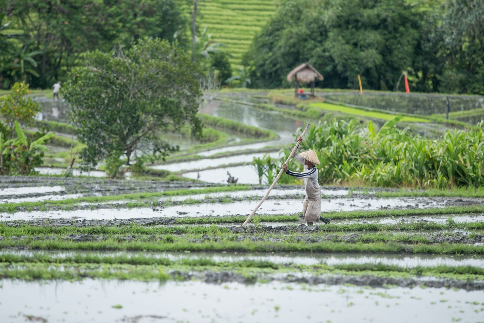 Canon EF 70-200mm F2.8L USM sample photo. Rice, field, work photography