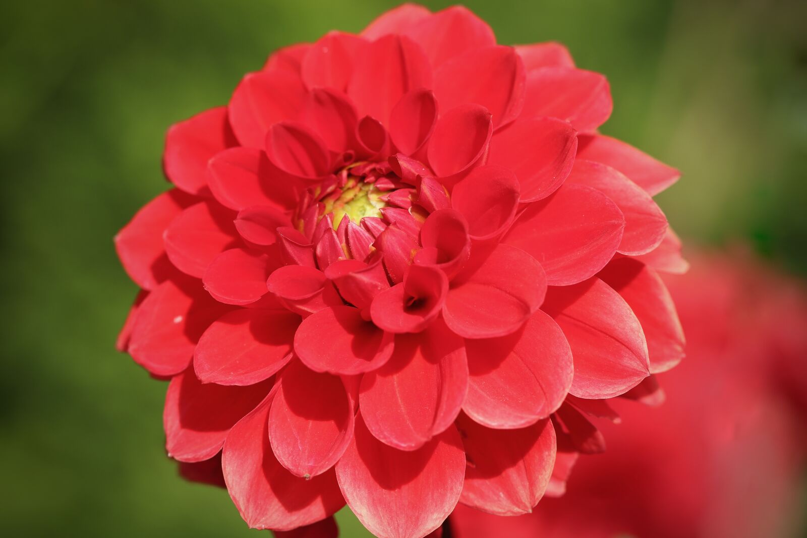 Canon EOS 800D (EOS Rebel T7i / EOS Kiss X9i) sample photo. Dahlia, dahlia flower, blossom photography