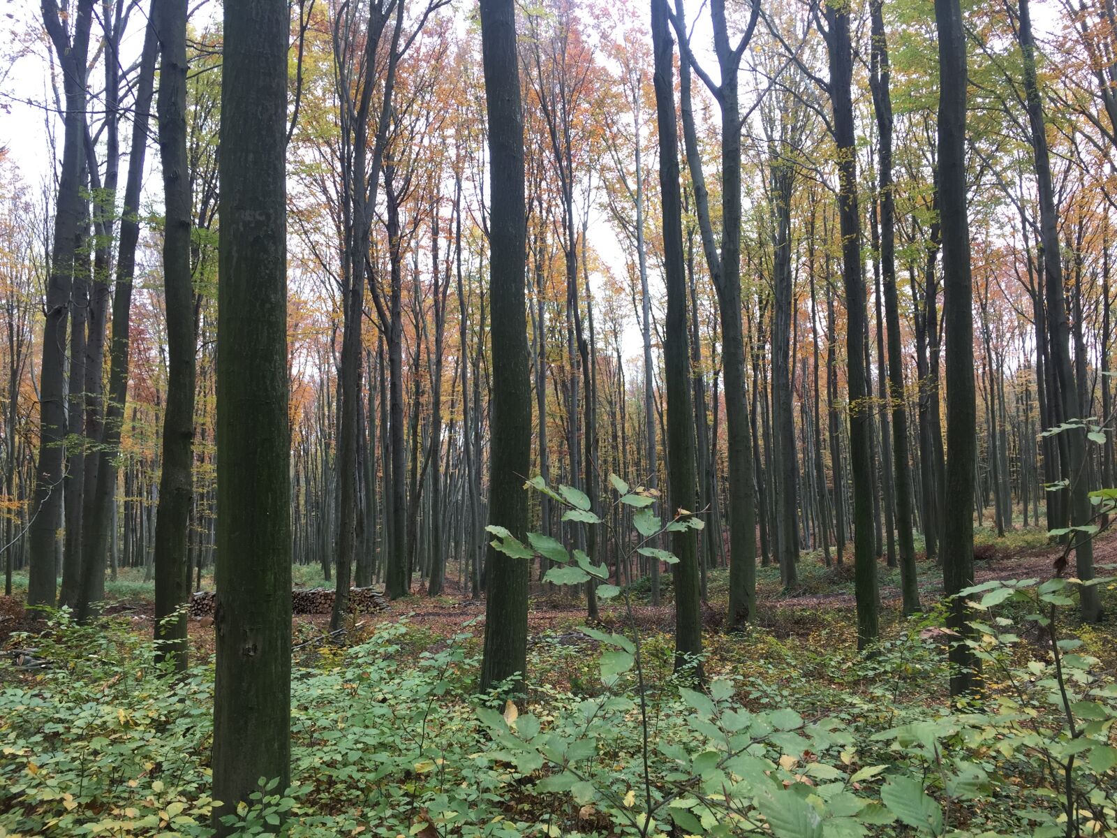 iPhone 6 back camera 4.15mm f/2.2 sample photo. Autumn, fall, forest photography