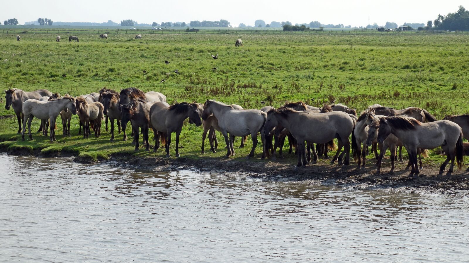 Sony Cyber-shot DSC-RX100 sample photo. Wild horses, horses herd photography