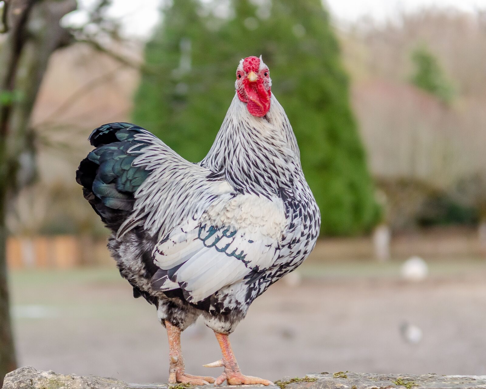 Nikon D7000 sample photo. Hen, pen, red photography