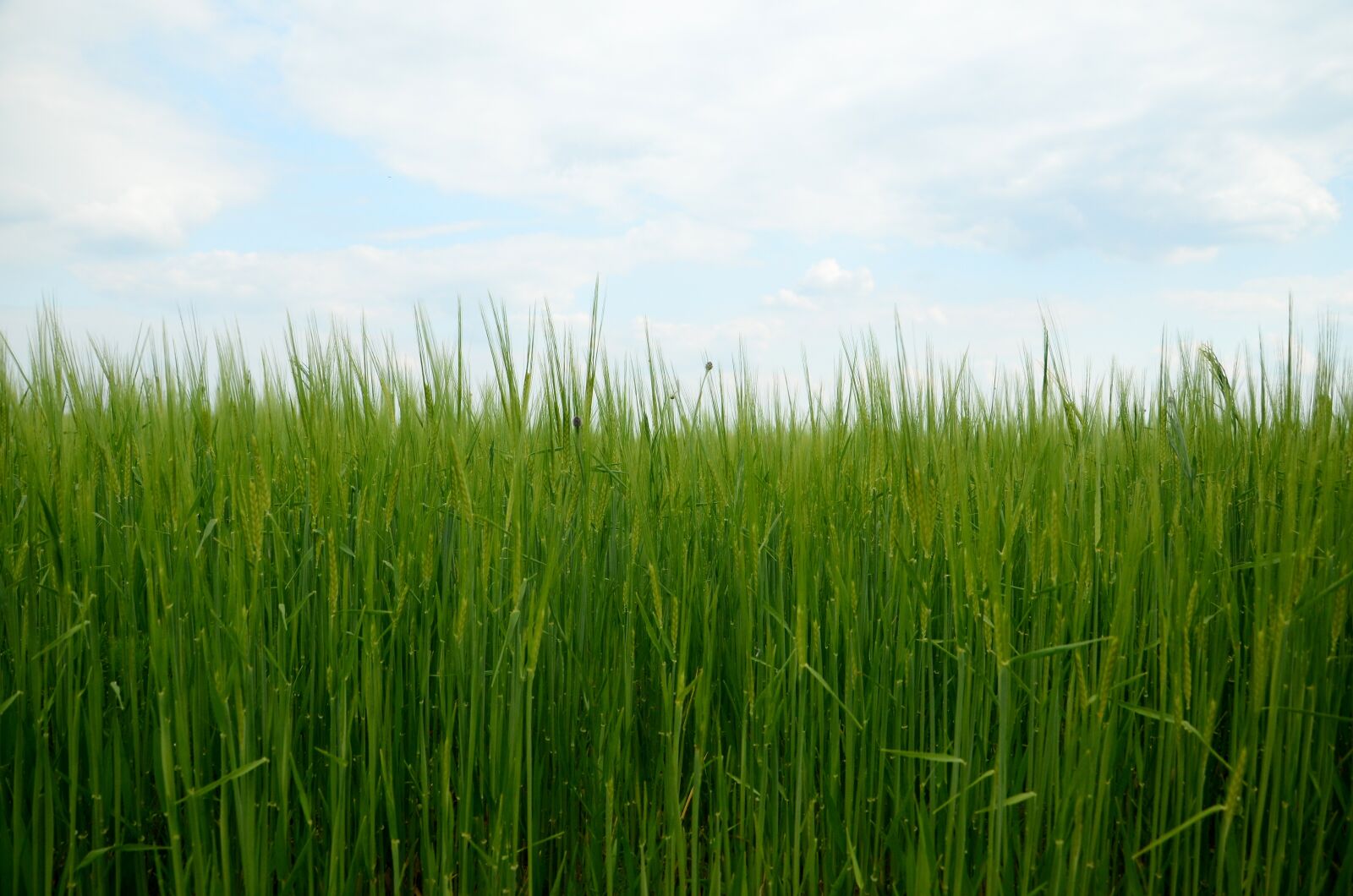 Nikon D7000 sample photo. Barley, corn, nature photography