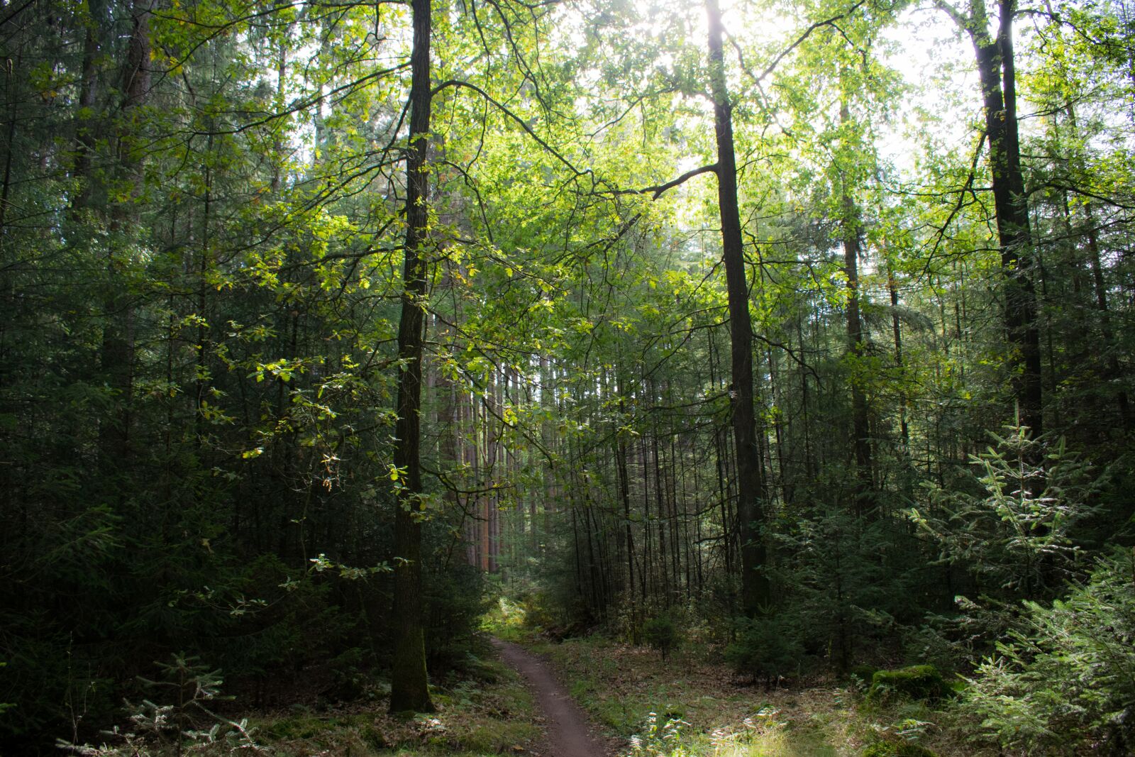 Nikon D5300 sample photo. Nature, trees, forest photography