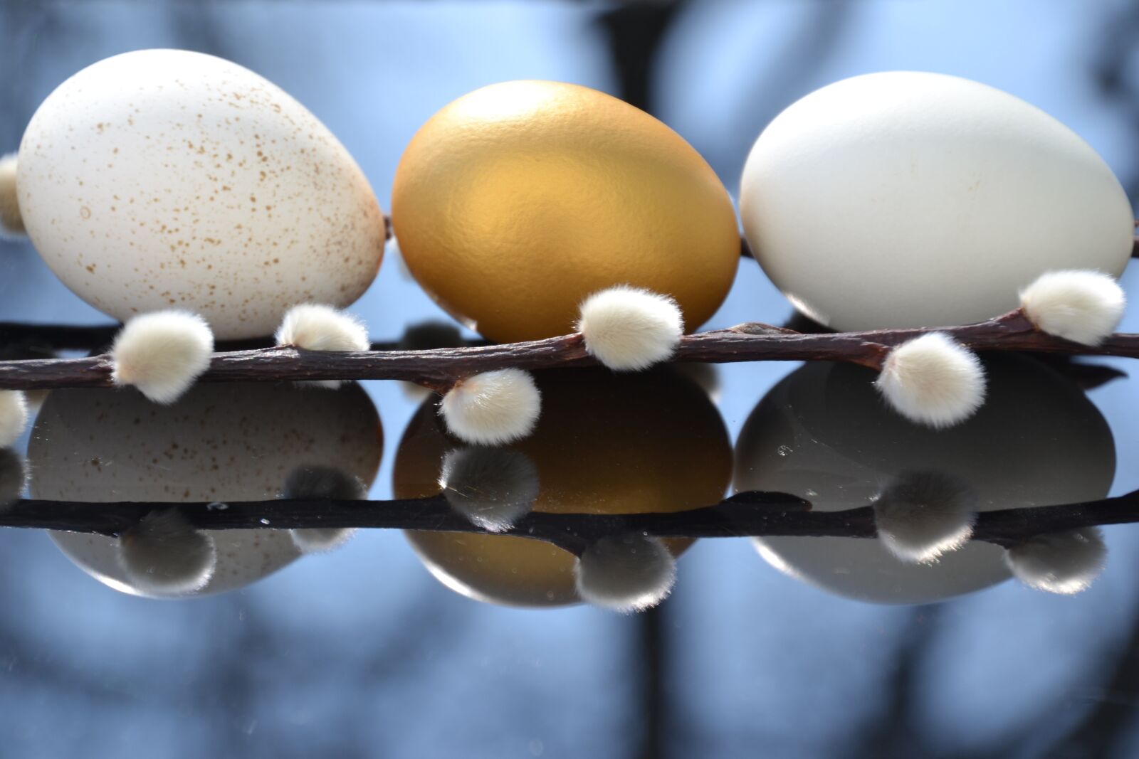 Nikon D3100 sample photo. Egg, putenei, goldei photography