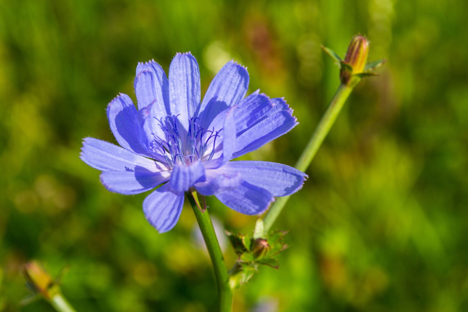 Nikon D3100 sample photo. Chicory, flower, blue photography