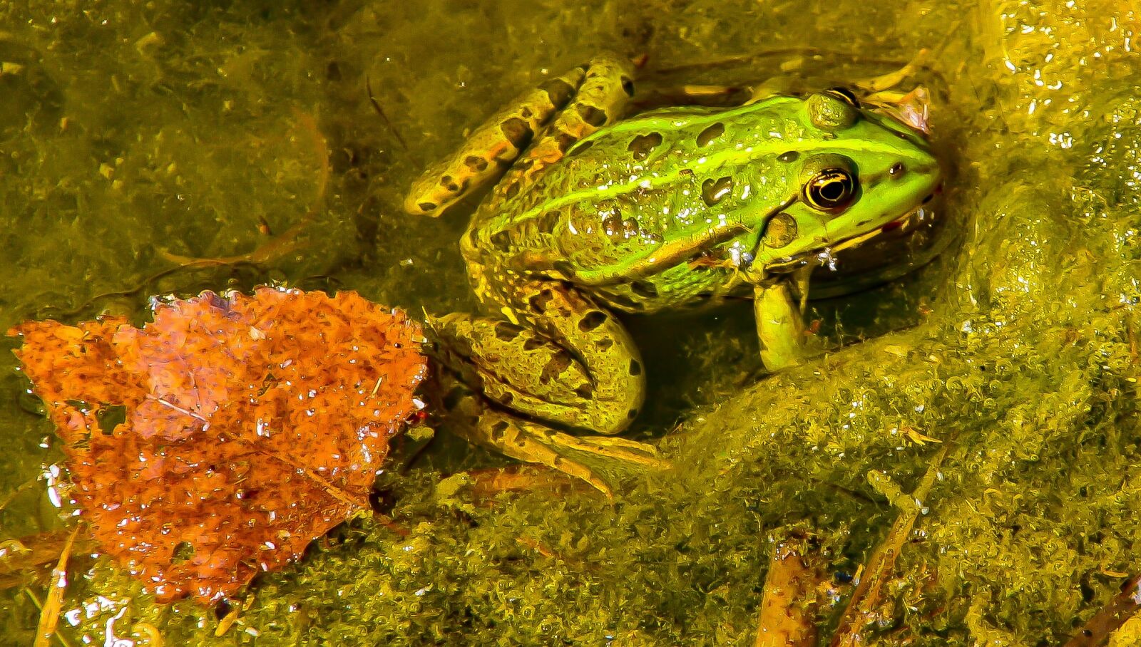 Canon EOS 400D (EOS Digital Rebel XTi / EOS Kiss Digital X) sample photo. Frog, green frog, animal photography