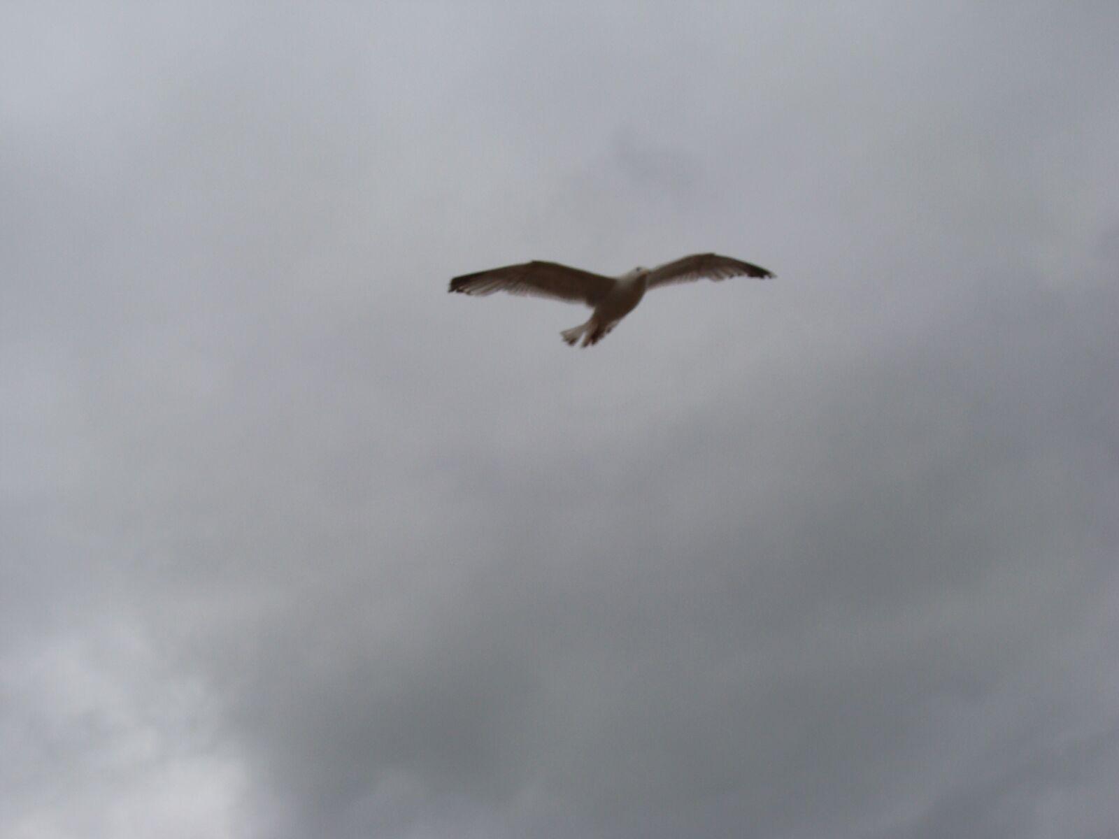 Sony DSC-H3 sample photo. Sky, seagull, freedom photography