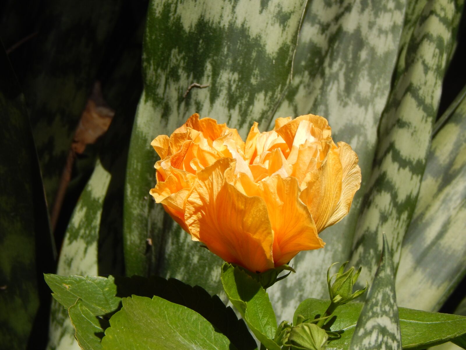Nikon Coolpix L820 sample photo. Yellow, ibisco, flower photography