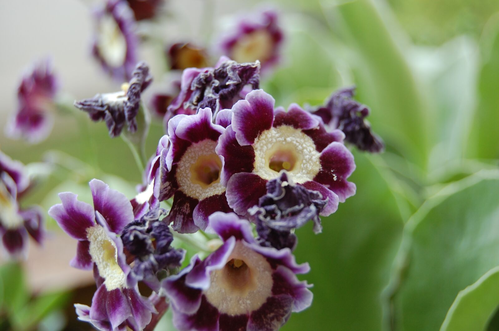 Nikon D40 sample photo. Flower, garden, nature photography